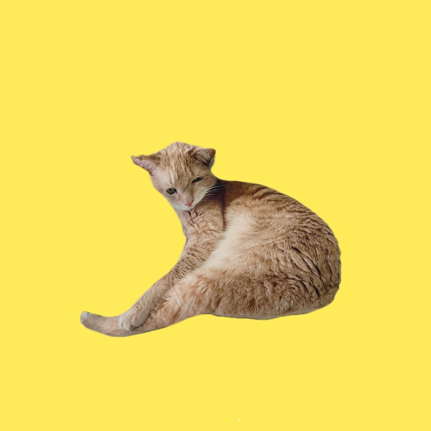 Customized Pet Pillows Without White Edges